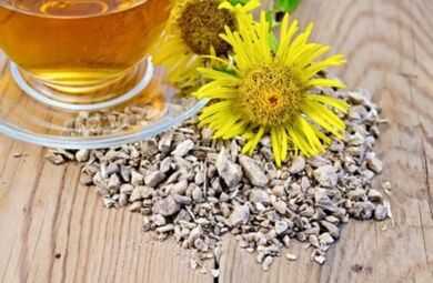 Una decocción de raíz de girasol elimina las sales del cartílago articular en casos de osteocondrosis torácica